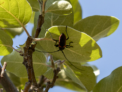 Purpuricenus kaehleri