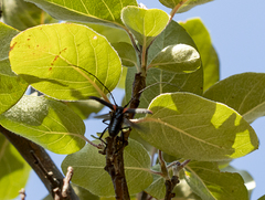 Purpuricenus kaehleri