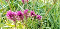 Castilleja lassenensis