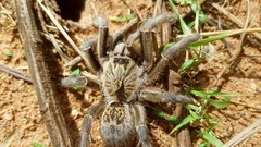 Ceratogyrus marshalli