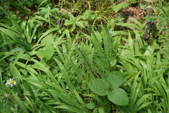 Equisetum palustre