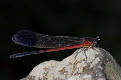 Euphaea dispar