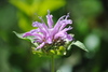 Mint-leaf Bergamot - Photo (c) Joshua Smith, some rights reserved (CC BY-NC), uploaded by Joshua Smith