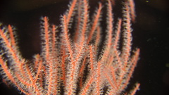 Leptogorgia chilensis