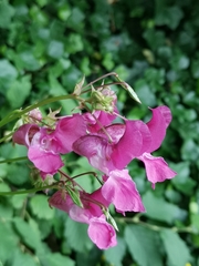 Impatiens glandulifera