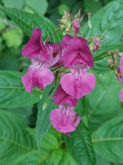 Impatiens glandulifera