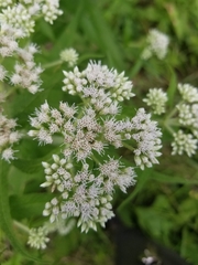Eupatorium perfoliatum