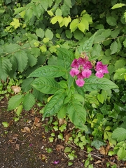 Impatiens glandulifera
