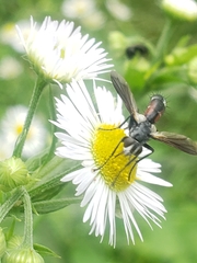 Cylindromyia bicolor