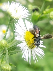 Cylindromyia bicolor