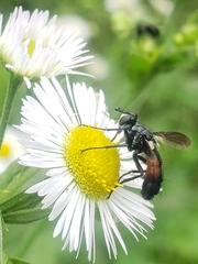 Cylindromyia bicolor