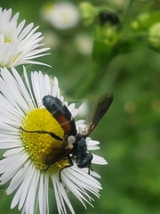 Cylindromyia bicolor