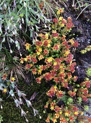 Sedum alpestre