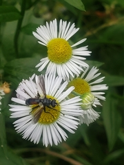 Cylindromyia bicolor