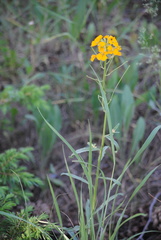 Erysimum capitatum capitatum