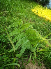 Pteridium tauricum