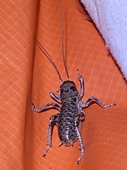 Cyphoderris