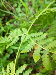 Pteridium tauricum