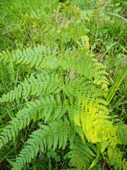 Pteridium tauricum