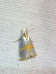 Vaxi auratellus