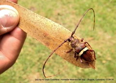 Deretrachys juvencus