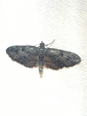 Eupithecia interruptofasciata