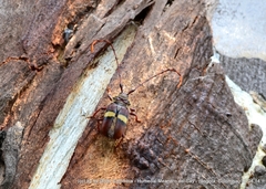 Deretrachys juvencus