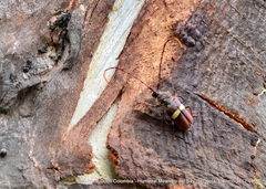 Deretrachys juvencus