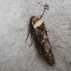 Blastobasis adustella