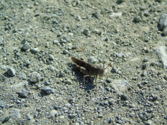 Oedipoda germanica meridionalis