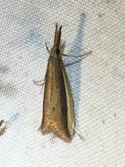 Donacaula albicostellus