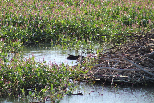American Beaver photographed in Idaho