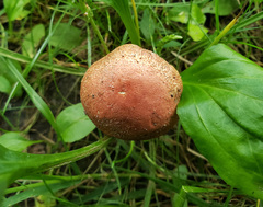 Boletus harrisonii