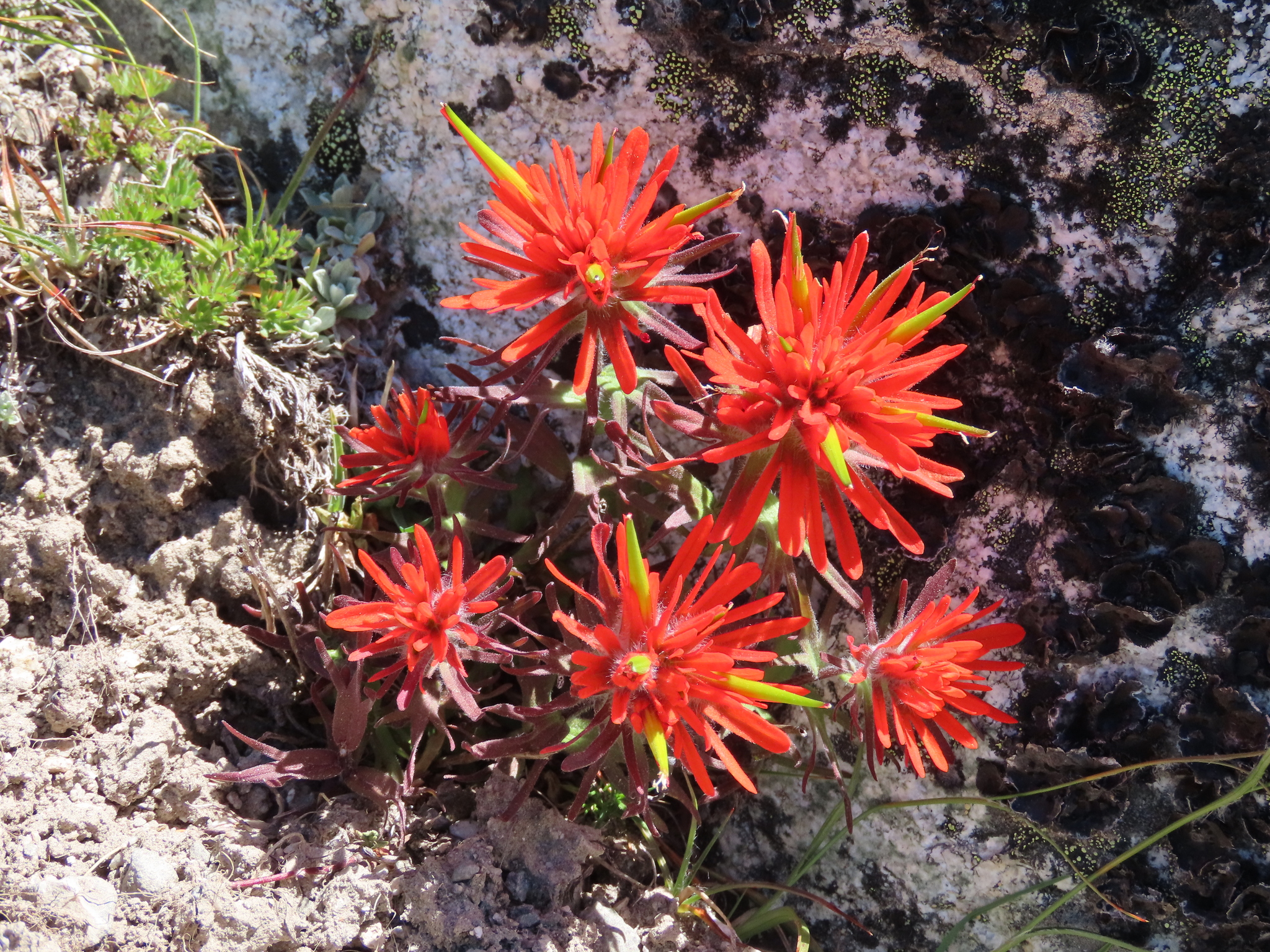 Castilleja rupicola