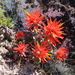 Cliff Indian-Paintbrush - Photo (c) larsonek, some rights reserved (CC BY-NC), uploaded by larsonek