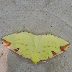Opisthograptis luteolata