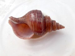 Neptunea despecta