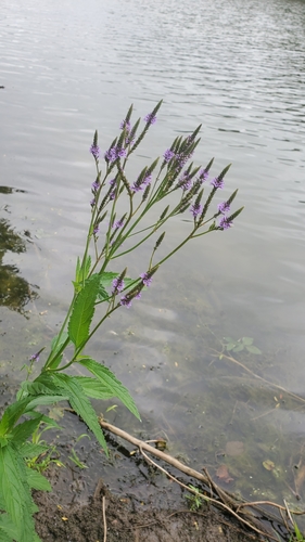 Verbena hastata