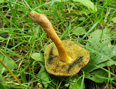 Boletus harrisonii