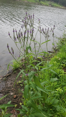 Verbena hastata