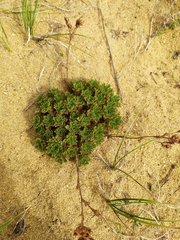 Chamaerhodos grandiflora