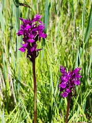Dactylorhiza lapponica