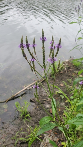 Verbena hastata