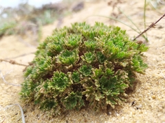 Chamaerhodos grandiflora