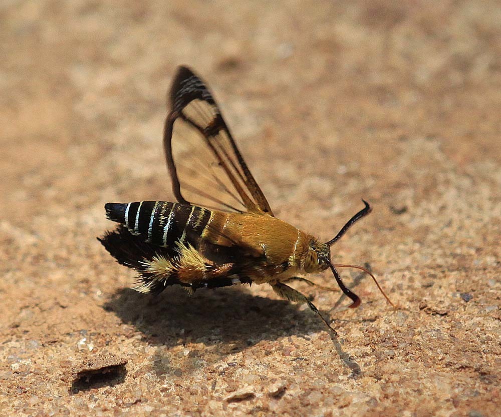 Melittia gorochovi