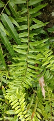 Nephrolepis biserrata