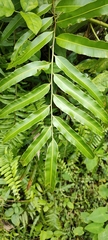Nephrolepis biserrata