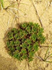 Chamaerhodos grandiflora