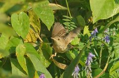 Locustella lanceolata