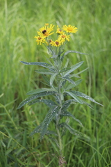 Jacobaea paludosa lanata